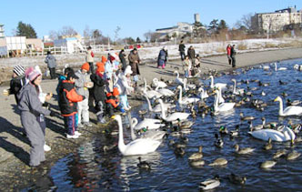 Swan Flight